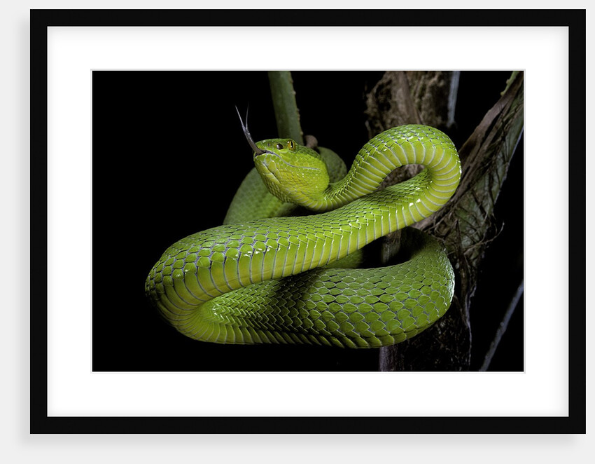 Trimeresurus albolabris (white-lipped tree viper) by Anonymous