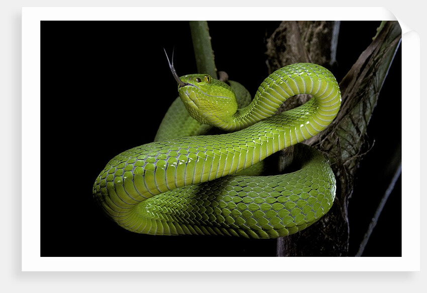 Trimeresurus albolabris (white-lipped tree viper) by Anonymous