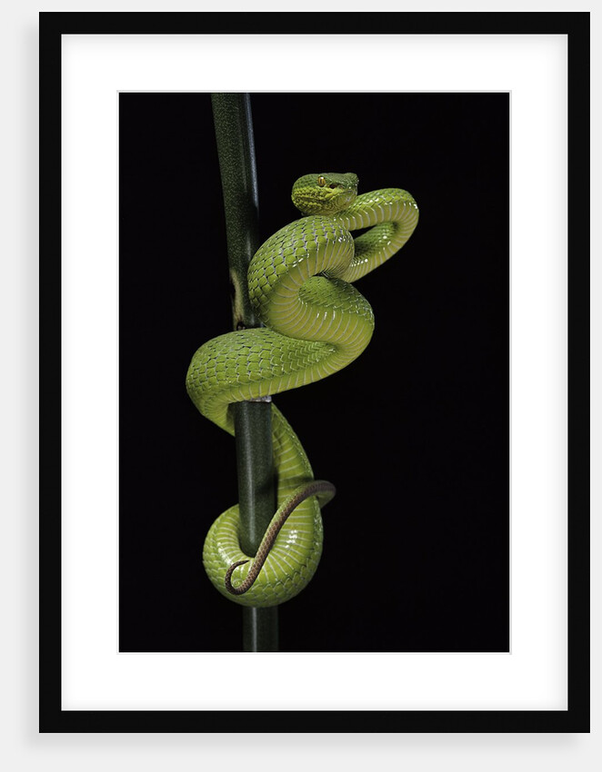 Trimeresurus albolabris (white-lipped tree viper) by Anonymous