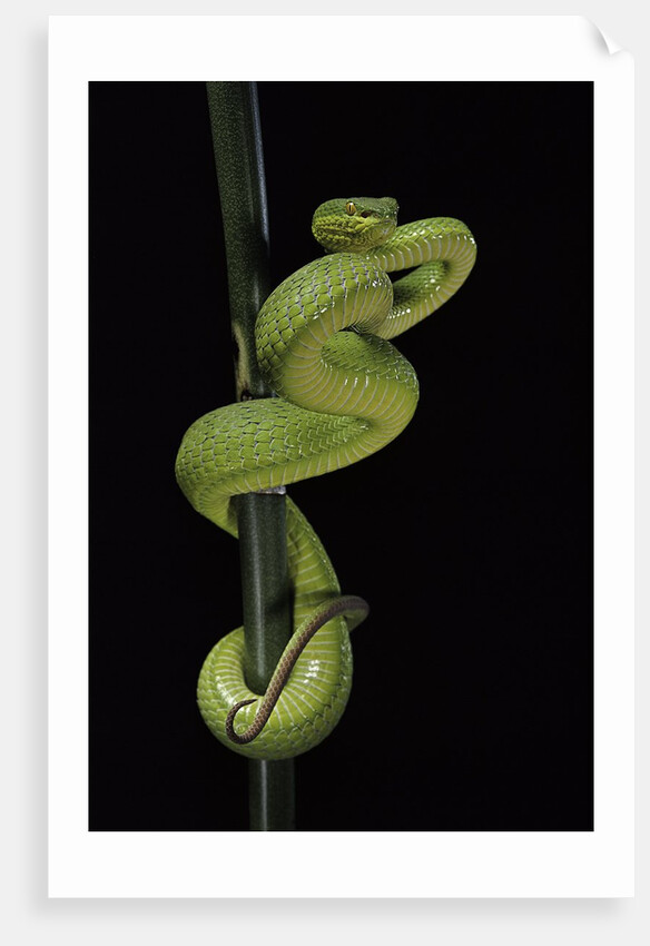 Trimeresurus albolabris (white-lipped tree viper) by Anonymous