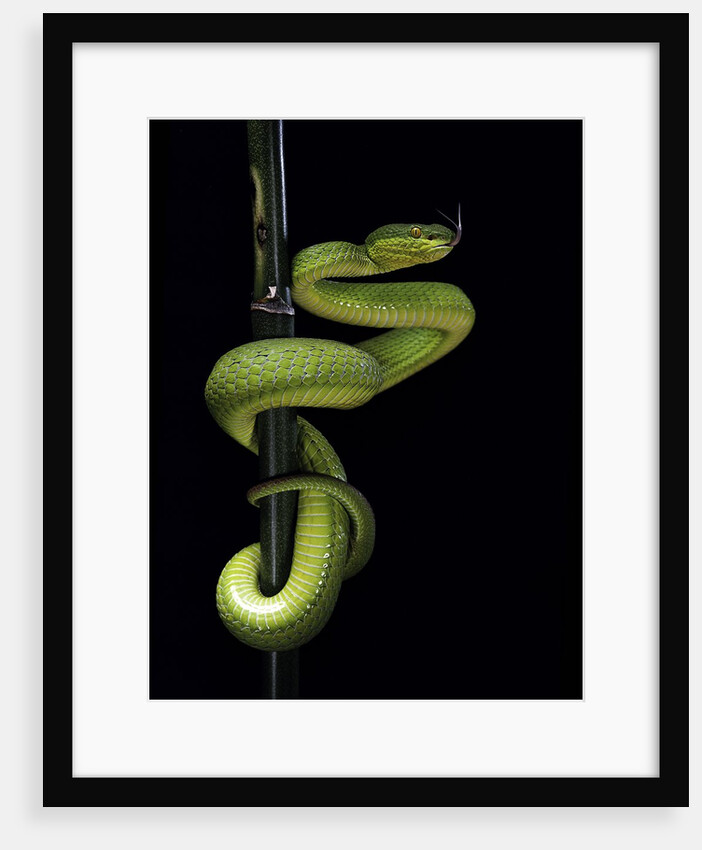 Trimeresurus albolabris (white-lipped tree viper) by Anonymous