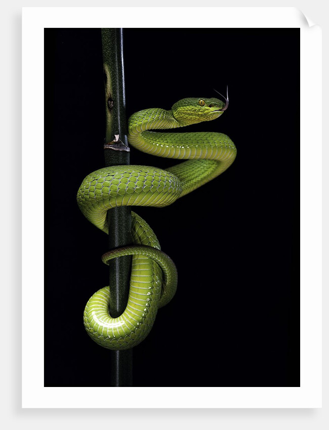 Trimeresurus albolabris (white-lipped tree viper) by Anonymous