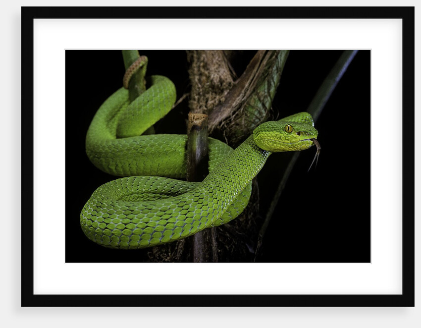 Trimeresurus albolabris (white-lipped tree viper) by Anonymous