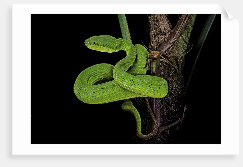 Trimeresurus albolabris (white-lipped tree viper) by Anonymous