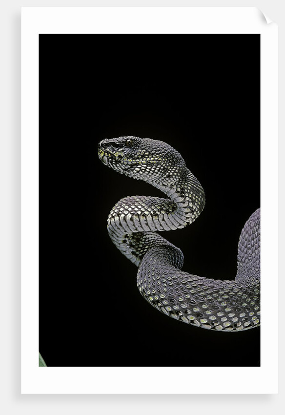 Trimeresurus purpureomaculatus (mangrove viper) by Anonymous