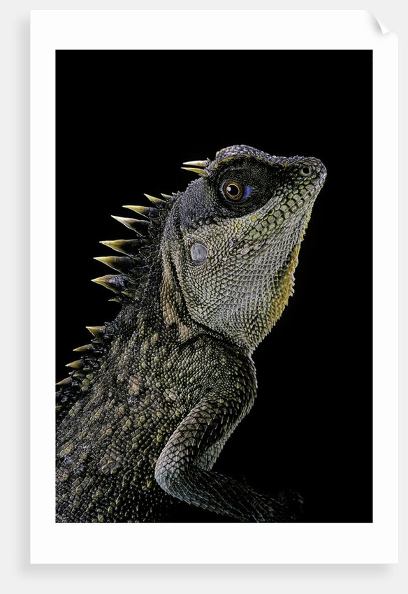 Acanthosaura armata (armored pricklenape) by Anonymous