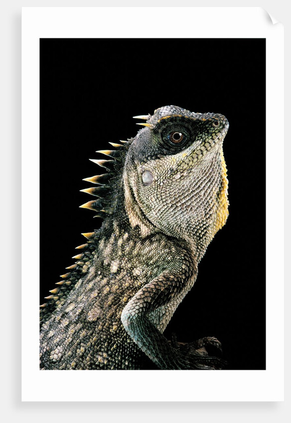 Acanthosaura armata (armored pricklenape) by Anonymous