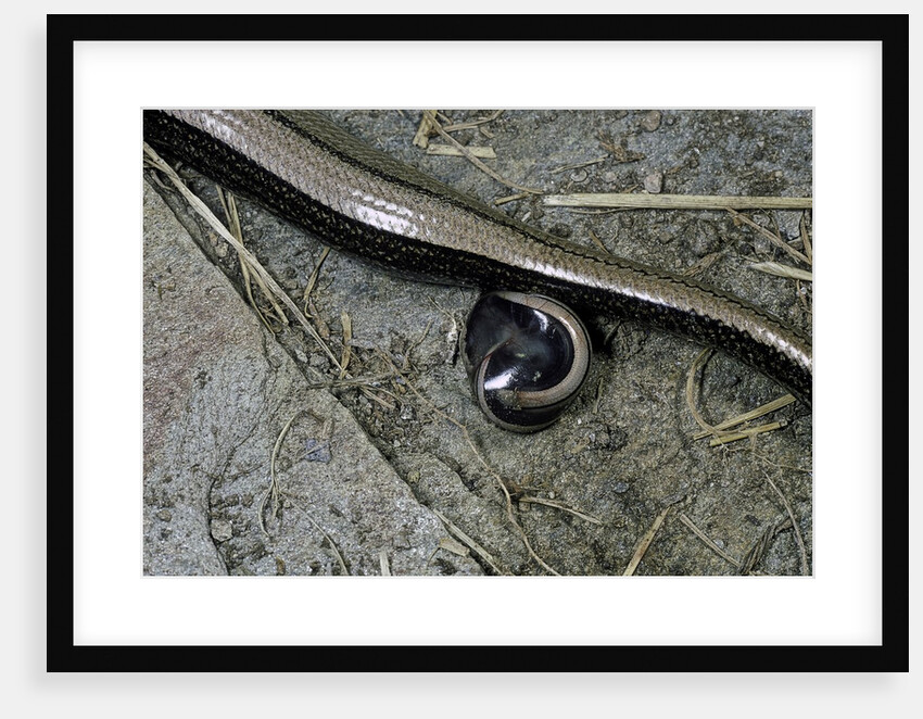 Anguis fragilis (Slow Worm) - farrowing by Anonymous
