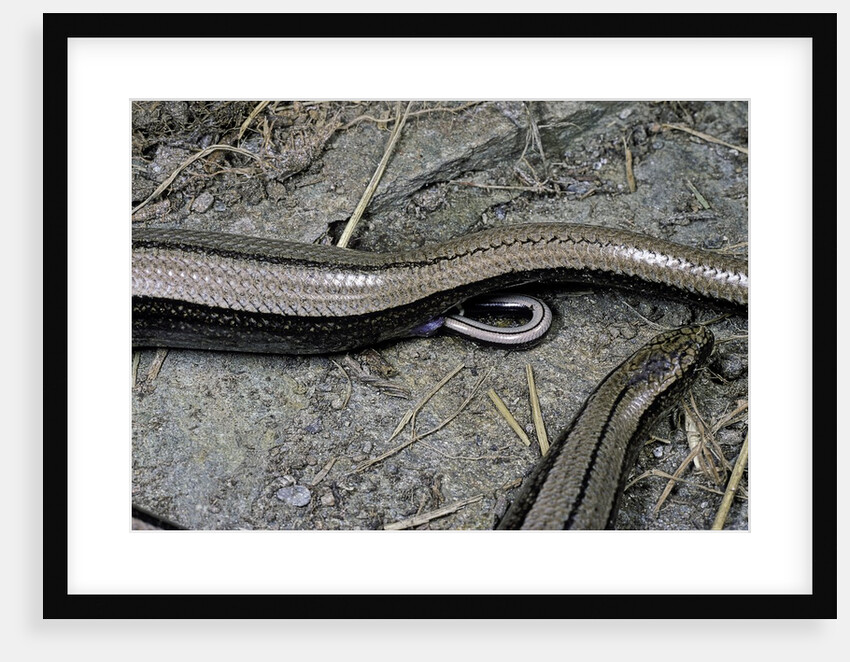 Anguis fragilis (Slow Worm) - farrowing by Anonymous