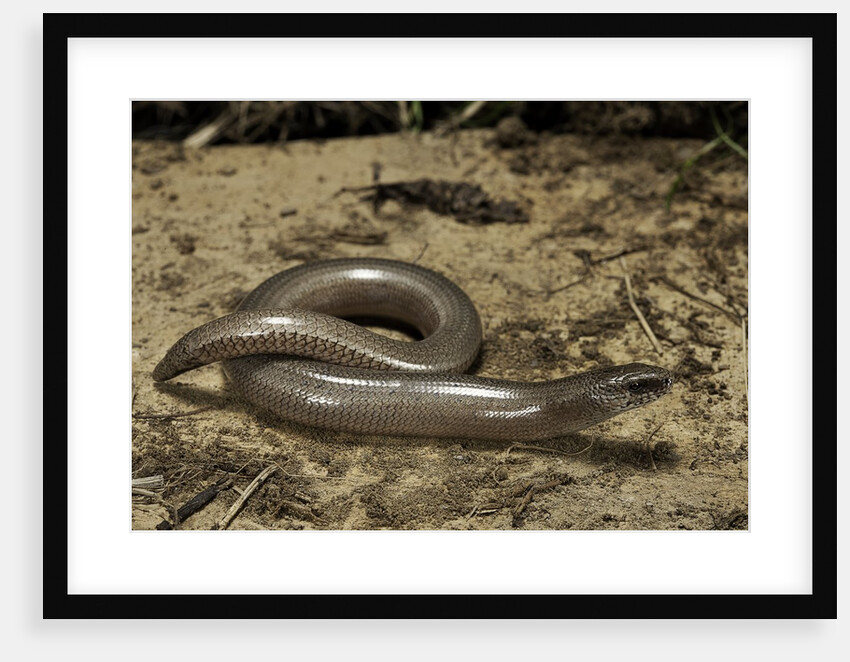 Anguis fragilis (Slow Worm) by Anonymous