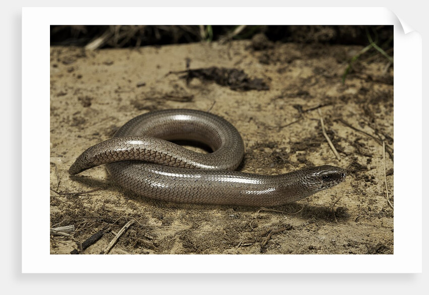 Anguis fragilis (Slow Worm) by Anonymous