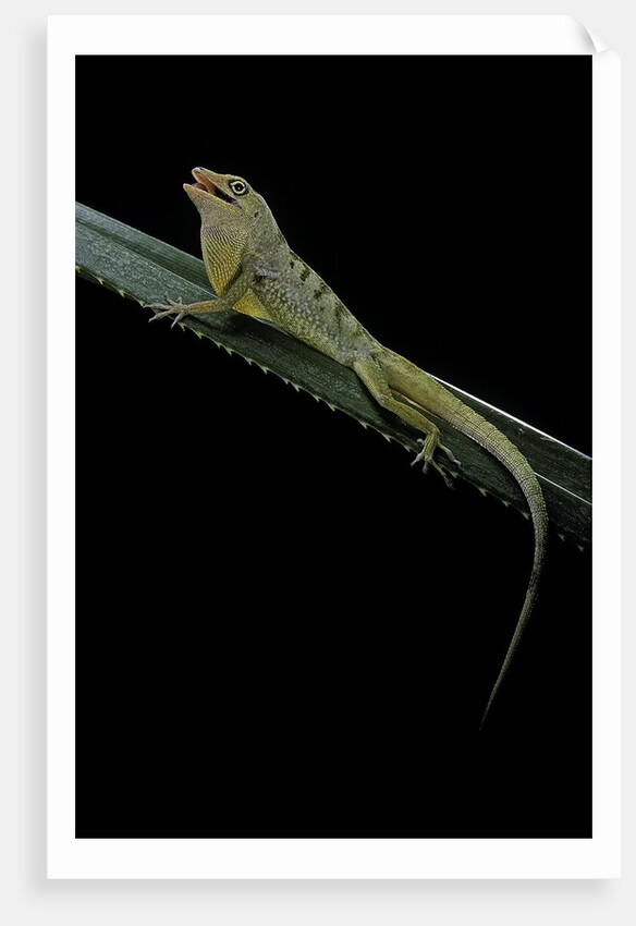Anolis roquet salinei (savannah anole) by Anonymous