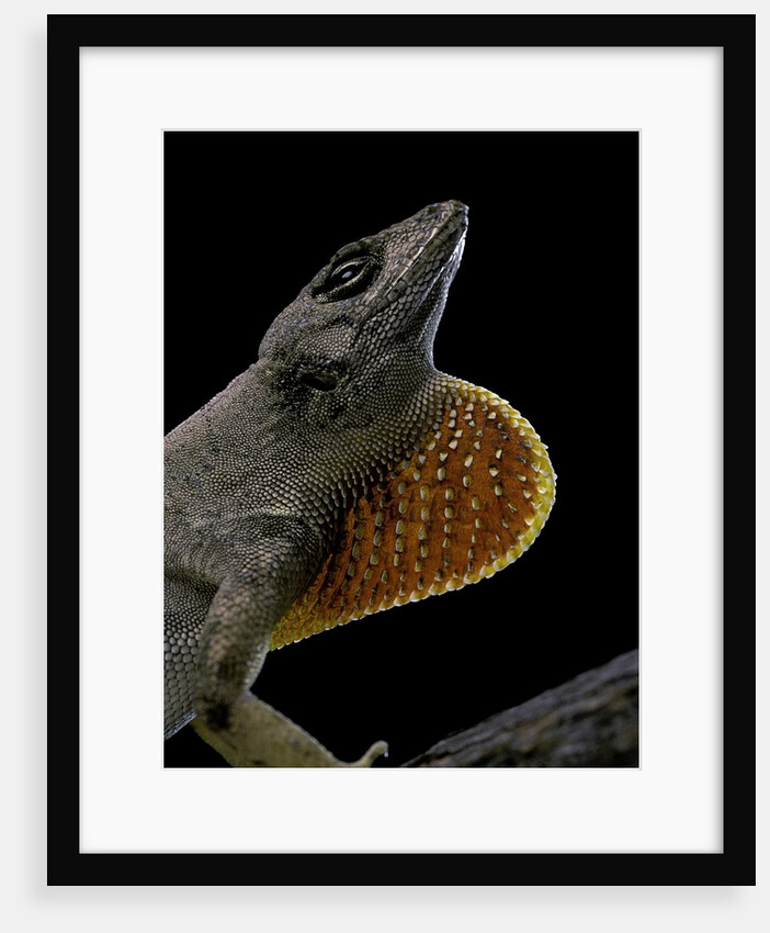 Anolis sagrei (Cuban brown anole) by Anonymous