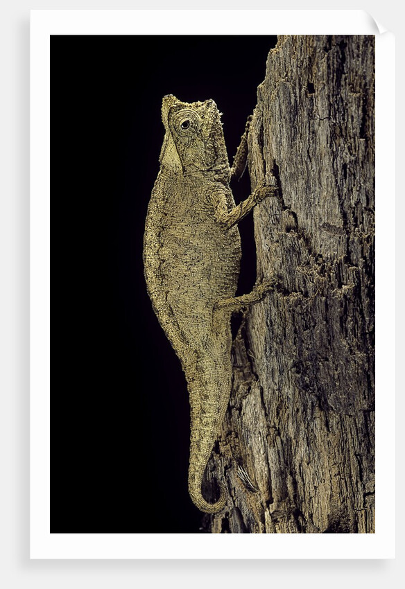 Brookesia superciliaris (brown leaf chameleon) by Anonymous