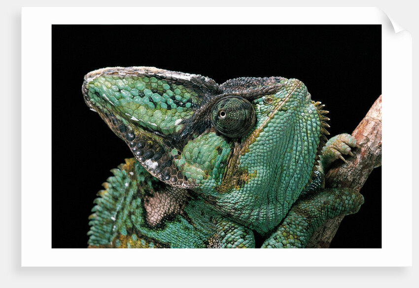 Chamaeleo calyptratus (veiled chameleon) by Anonymous