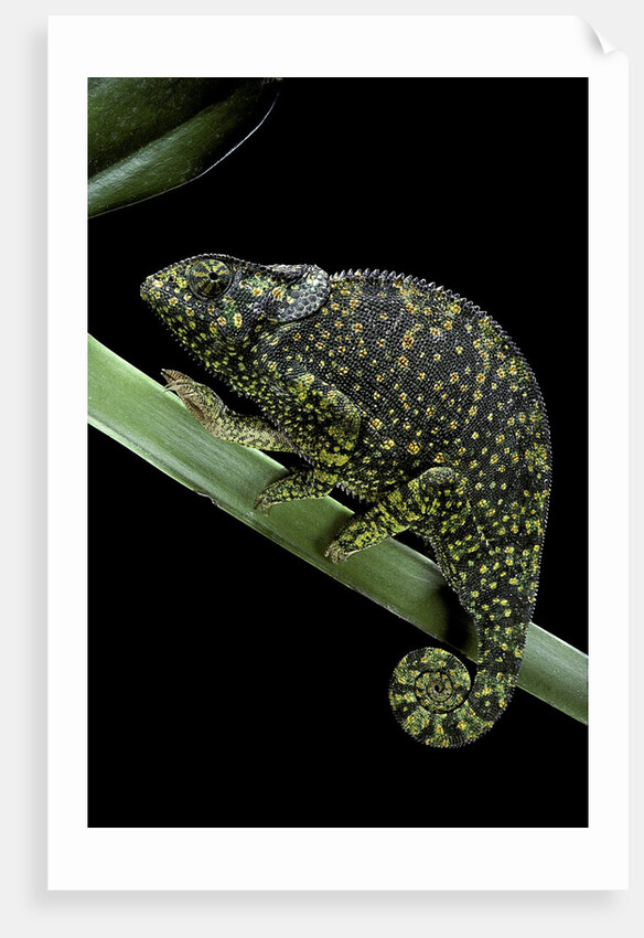 Chamaeleo dilepis (flapneck chameleon) by Anonymous