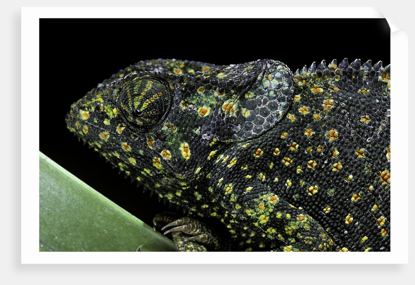 Chamaeleo dilepis (flapneck chameleon) by Anonymous