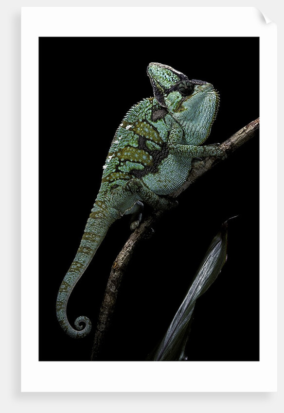 Chamaeleo calyptratus (veiled chameleon) by Anonymous