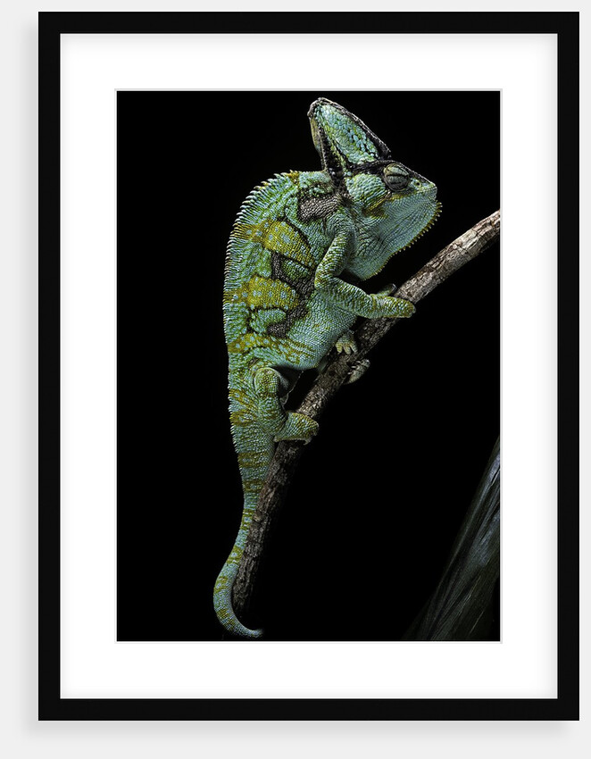 Chamaeleo calyptratus (veiled chameleon) by Anonymous