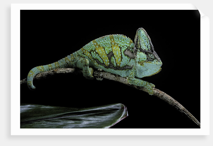 Chamaeleo calyptratus (veiled chameleon) by Anonymous