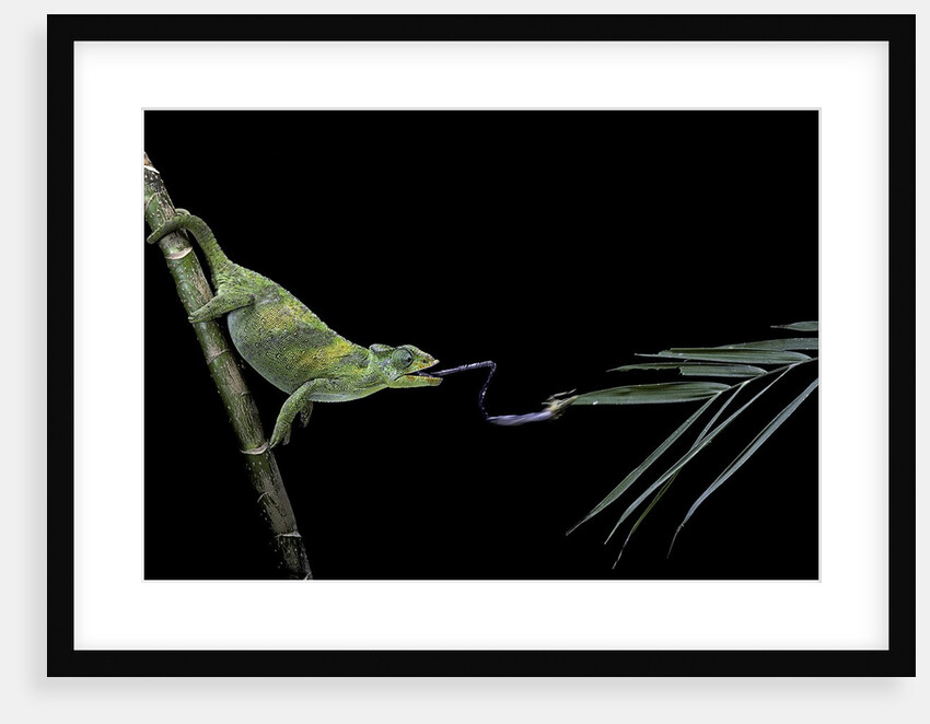 Chamaeleo johnstoni (Johnston's chameleon) - capturing an insect by Anonymous