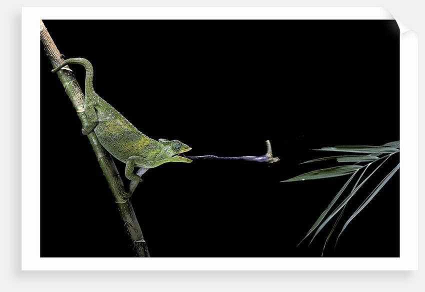 Chamaeleo johnstoni (Johnston's chameleon) - capturing an insect by Anonymous