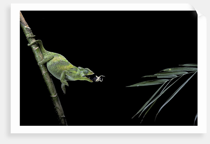 Chamaeleo johnstoni (Johnston's chameleon) - capturing an insect by Anonymous