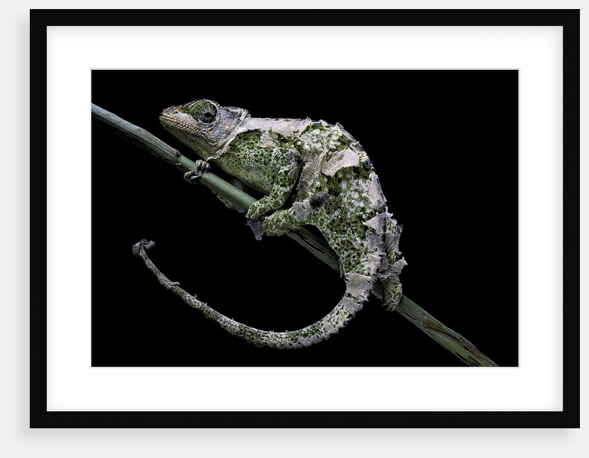 Chamaeleo johnstoni (Johnston's chameleon) - shedding its skin by Anonymous