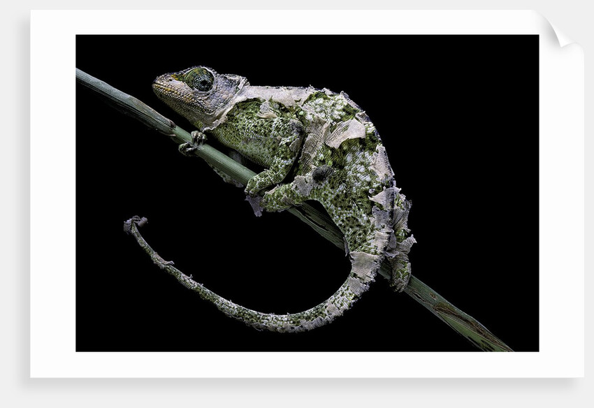 Chamaeleo johnstoni (Johnston's chameleon) - shedding its skin by Anonymous