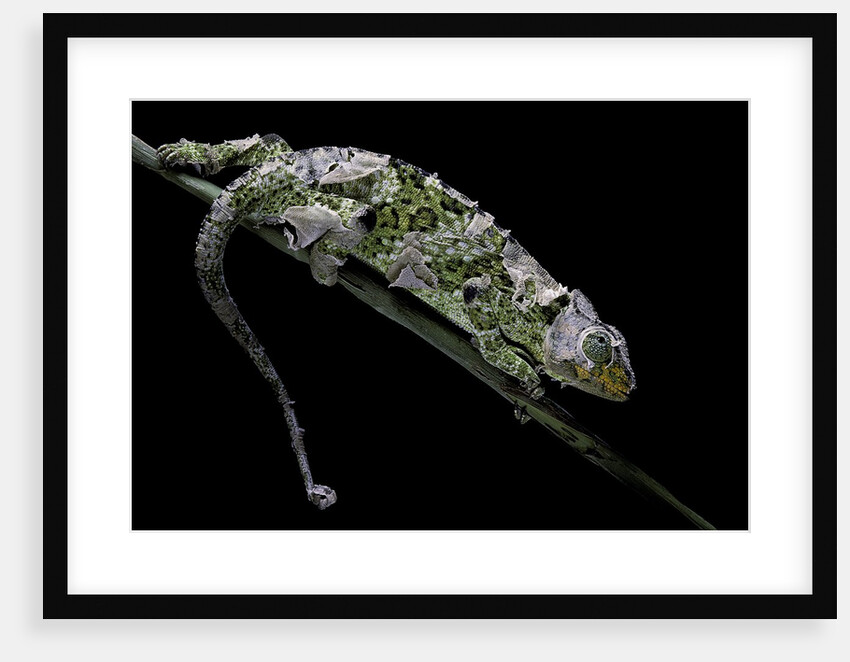 Chamaeleo johnstoni (Johnston's chameleon) - shedding its skin by Anonymous