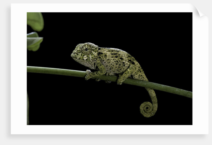 Chamaeleo johnstoni (Johnston's chameleon) - young by Anonymous