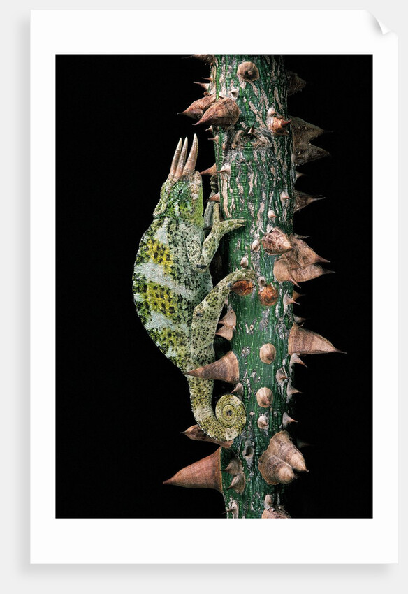 Chamaeleo johnstoni (Johnston's chameleon) by Anonymous