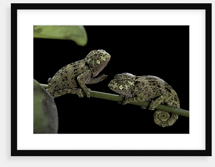 Chamaeleo johnstoni (Johnston's chameleon) - young by Anonymous