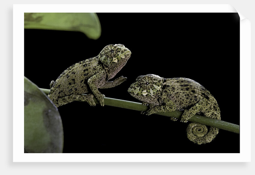 Chamaeleo johnstoni (Johnston's chameleon) - young by Anonymous