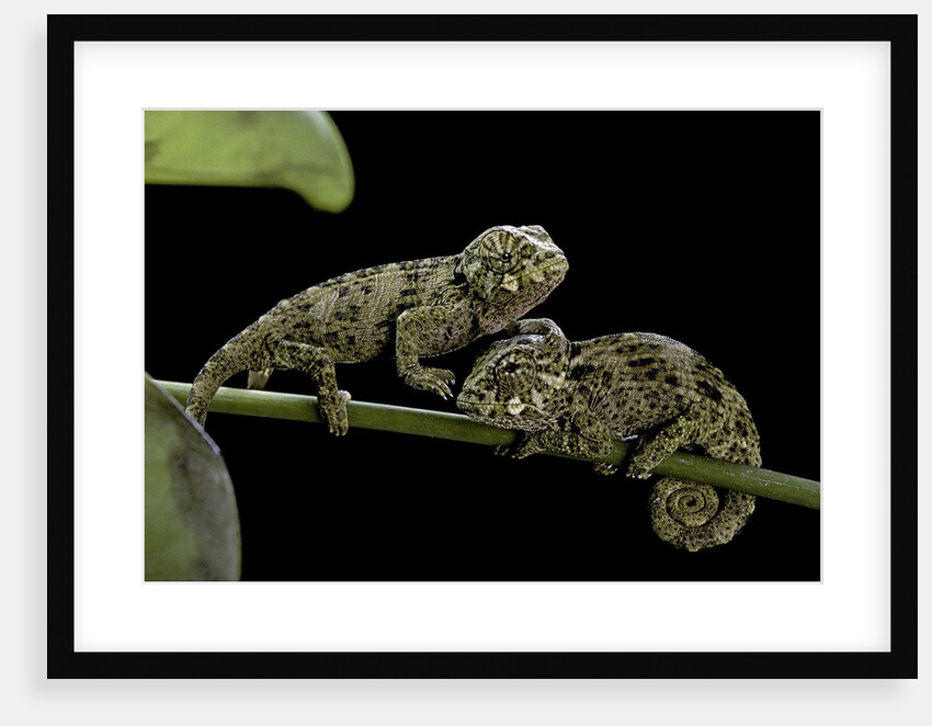 Chamaeleo johnstoni (Johnston's chameleon) - young by Anonymous