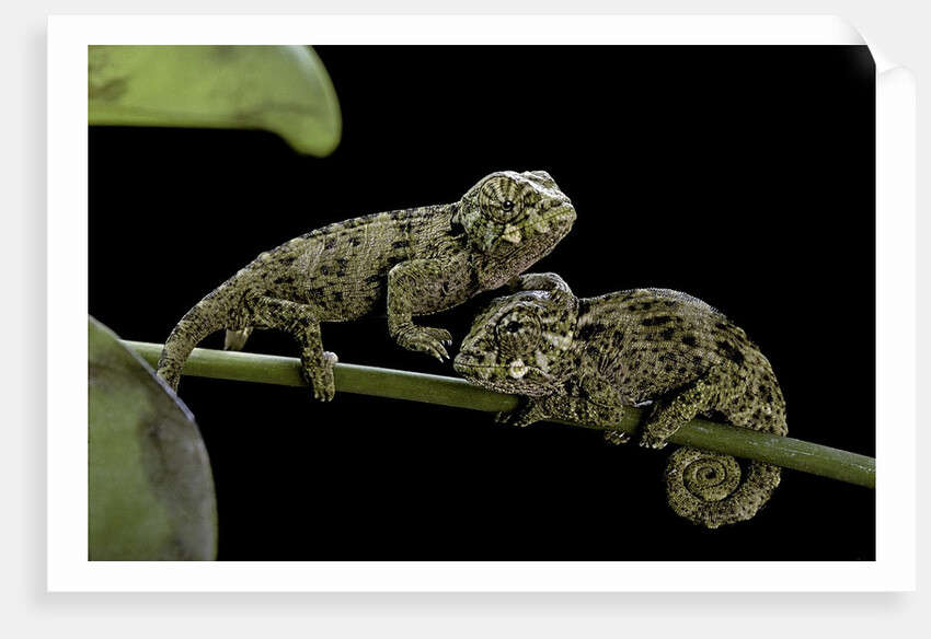 Chamaeleo johnstoni (Johnston's chameleon) - young by Anonymous