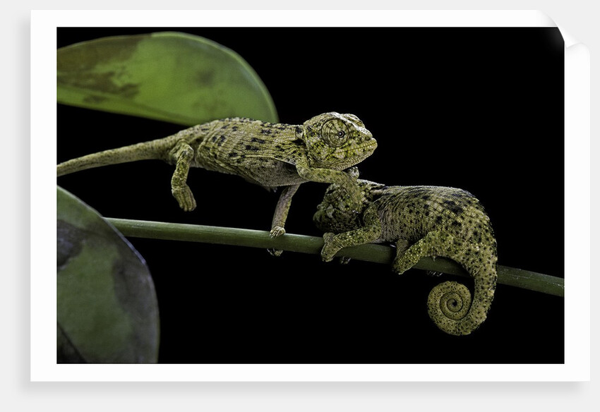 Chamaeleo johnstoni (Johnston's chameleon) - young by Corbis