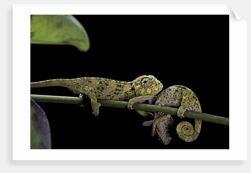 Chamaeleo johnstoni (Johnston's chameleon) - young by Anonymous