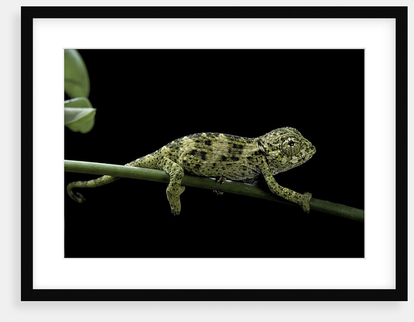 Chamaeleo johnstoni (Johnston's chameleon) - young by Anonymous
