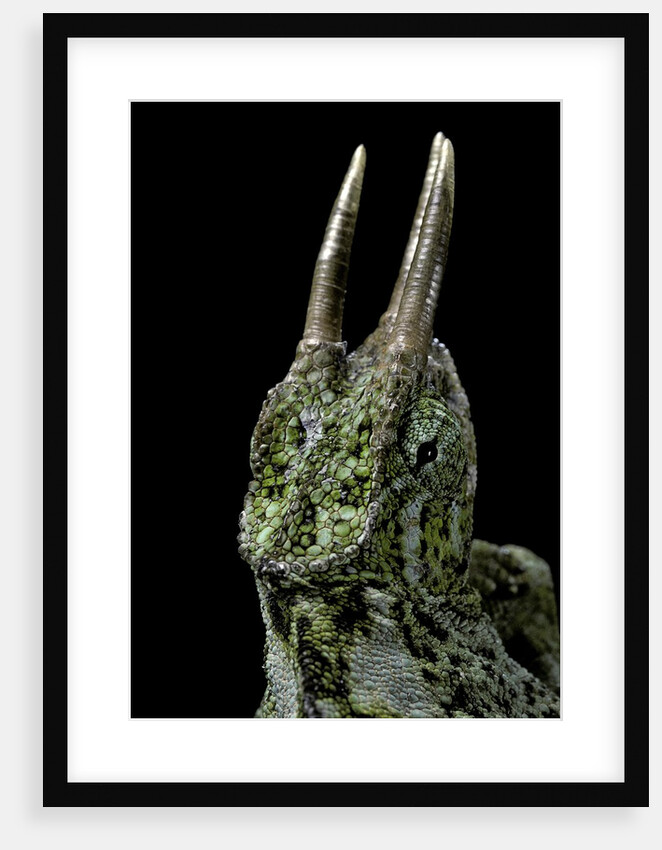 Chamaeleo johnstoni (Johnston's chameleon) by Anonymous