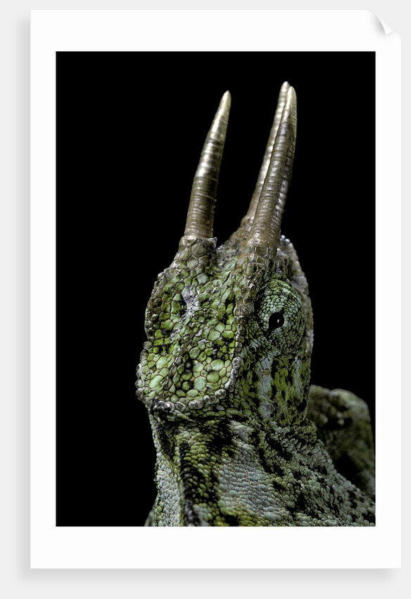 Chamaeleo johnstoni (Johnston's chameleon) by Anonymous