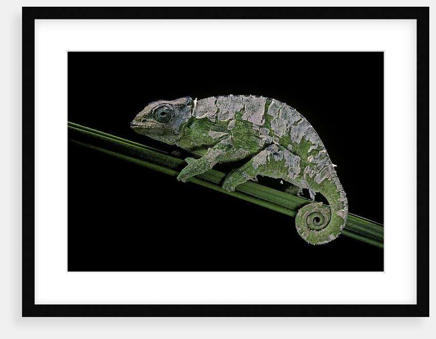 Chamaeleo johnstoni (Johnston's chameleon) - shedding its skin by Anonymous