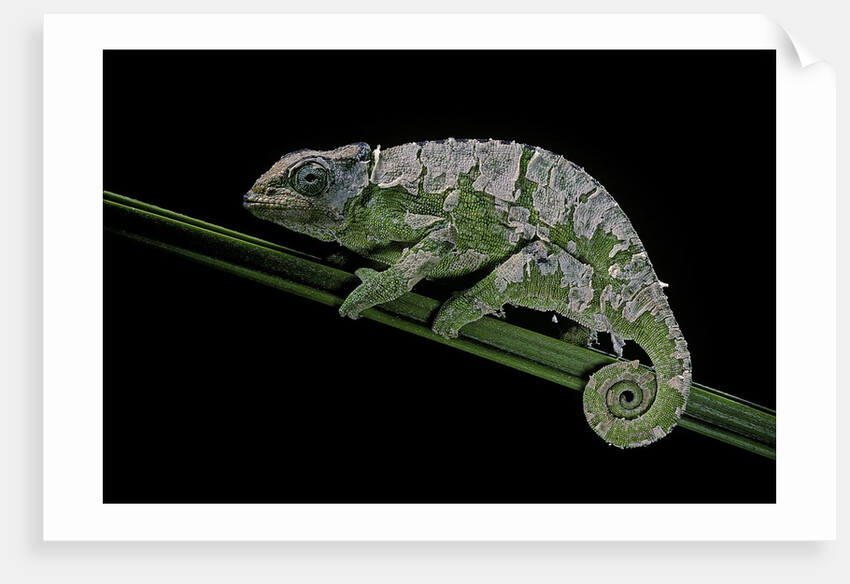 Chamaeleo johnstoni (Johnston's chameleon) - shedding its skin by Anonymous