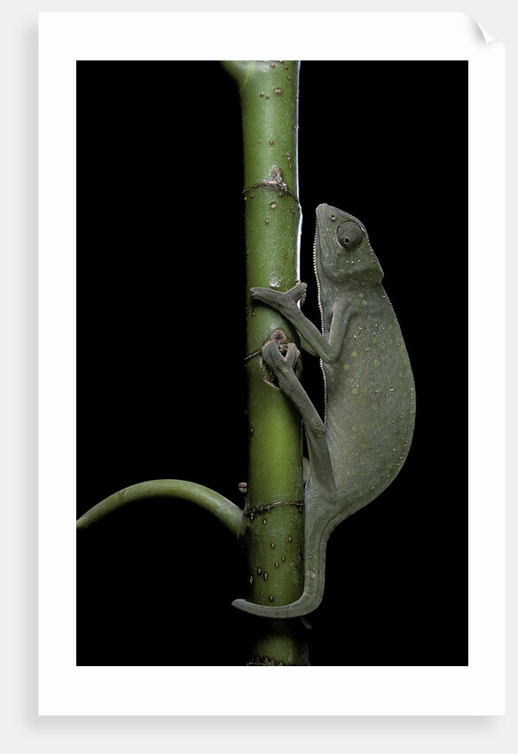 Chamaeleo senegalensis (Senegal chameleon) by Anonymous