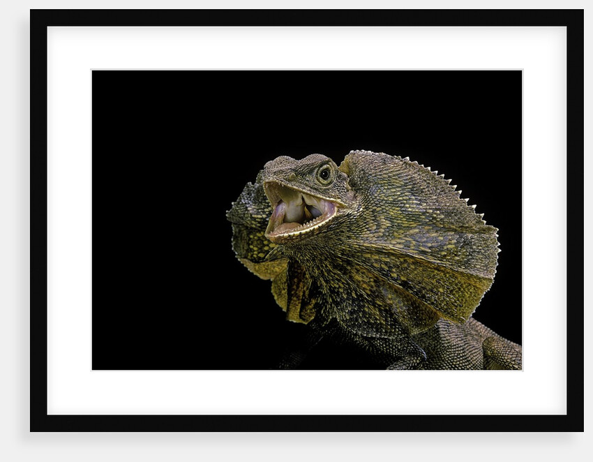 Chlamidausaurus kingi (frilled lizard) by Anonymous