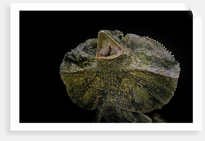 Chlamidausaurus kingi (frilled lizard) by Anonymous