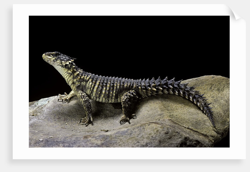 Cordylus giganteus (sun-gazer) by Anonymous