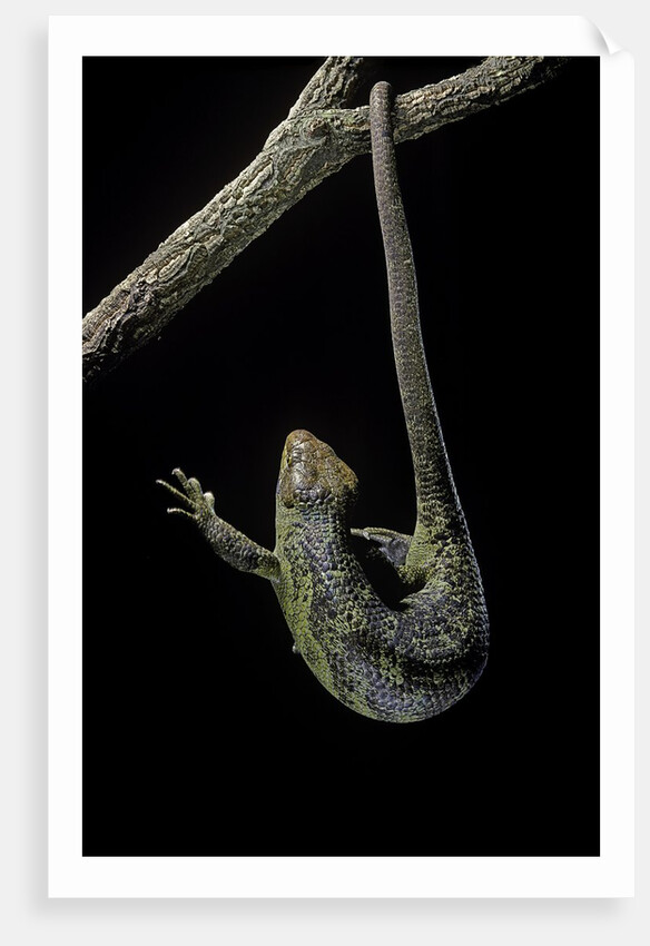 Corucia zebrata (Solomons tree skink) by Anonymous