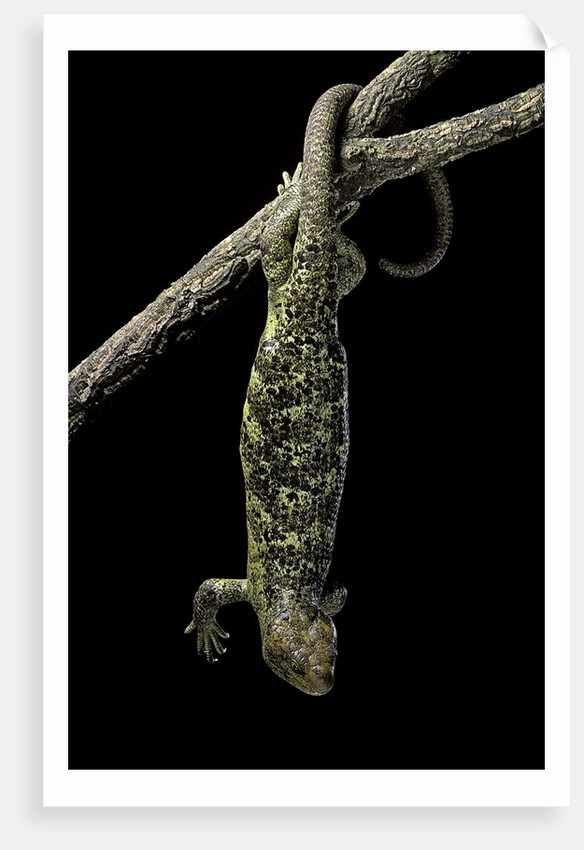Corucia zebrata (Solomons tree skink) by Anonymous