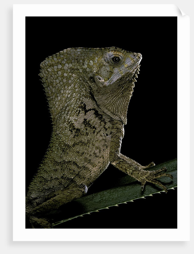 Corytophanes cristatus (helmeted iguana) by Anonymous